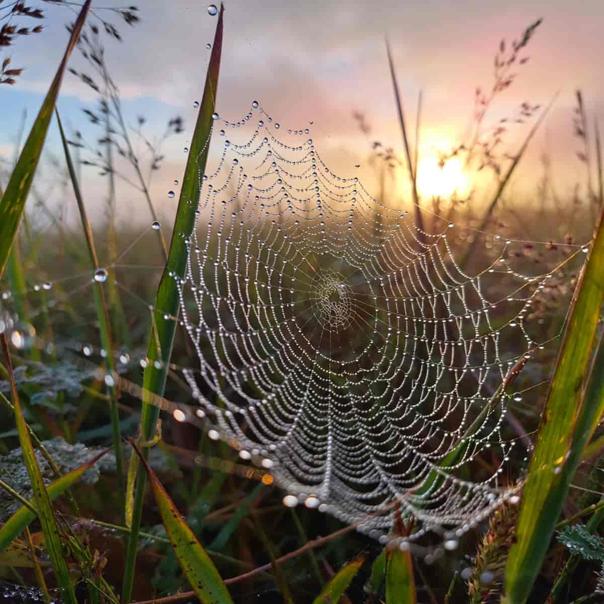 Photorealistic macro photograph of a dew-covered spider web strung between blades of grass at sunris