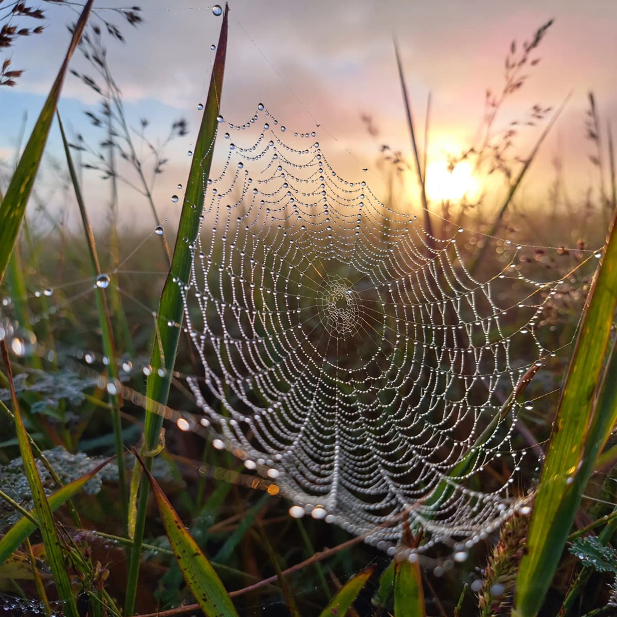 Photorealistic macro photograph of a dew-covered spider web strung between blades of grass at sunris