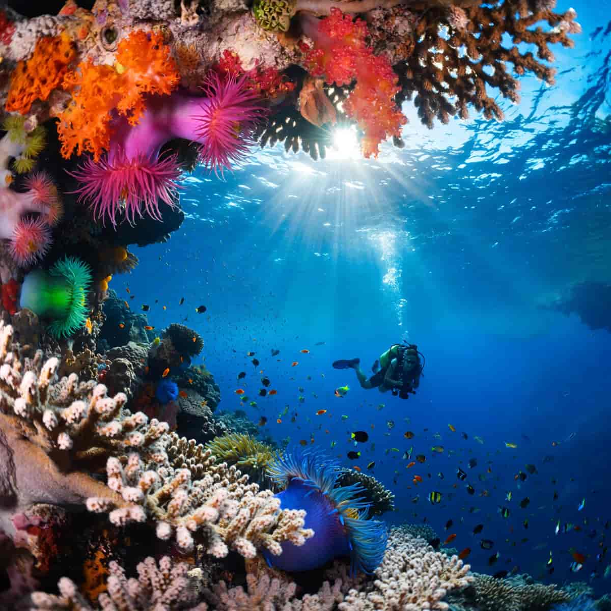 Underwater wide-angle photograph of a thriving coral reef teeming with schooling tropical fish, sunb