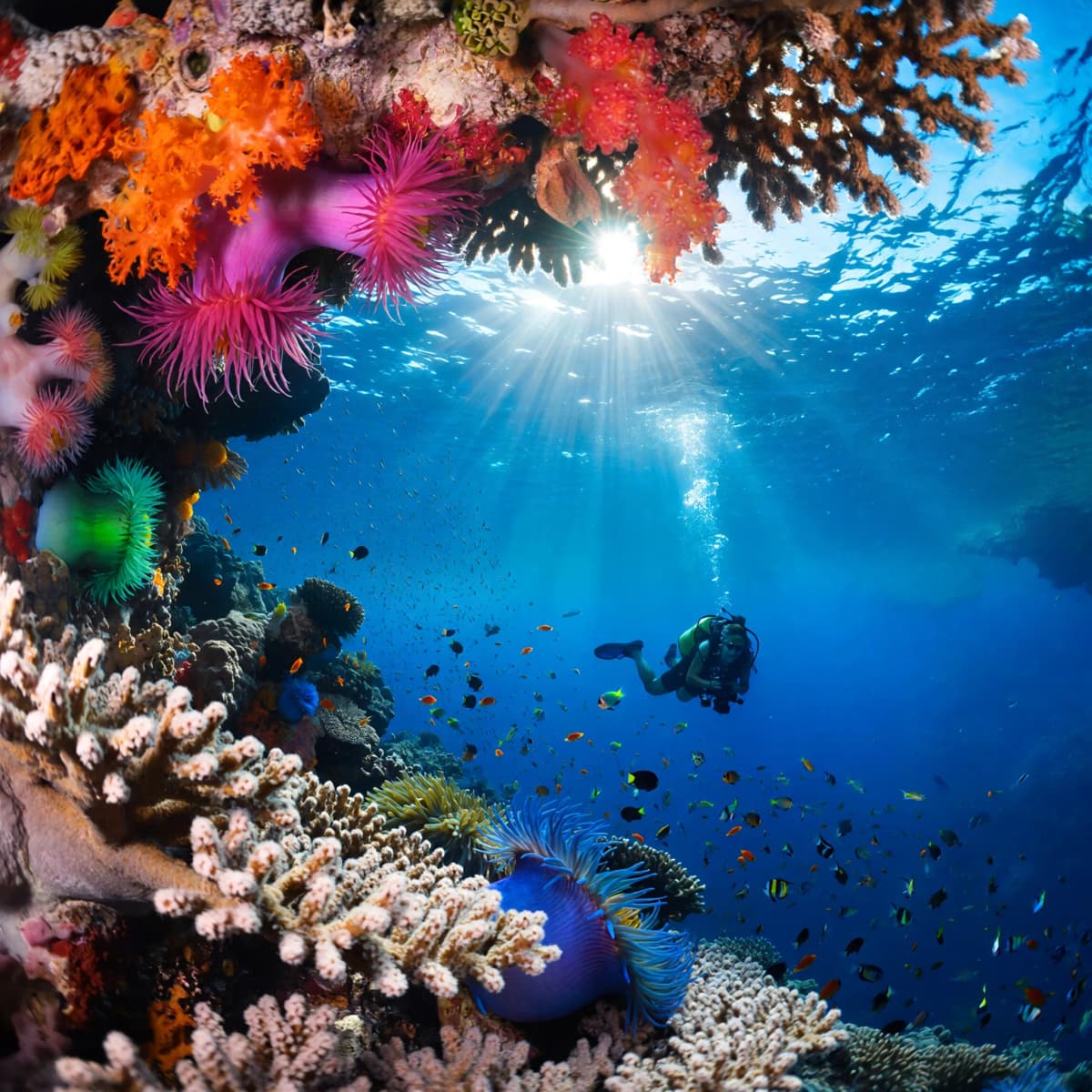Underwater wide-angle photograph of a thriving coral reef teeming with schooling tropical fish, sunb