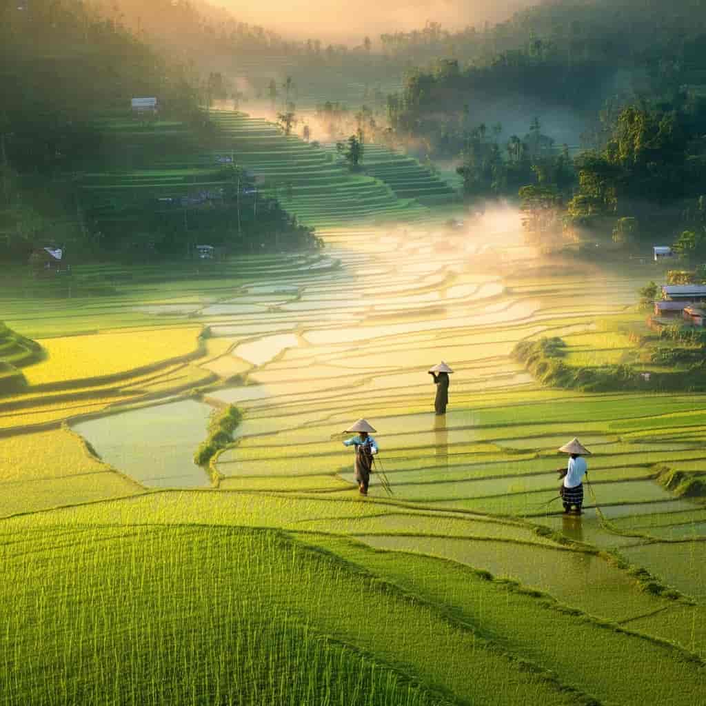 Wide aerial drone photograph at golden hour of terraced rice fields with farmers in conical hats, mi